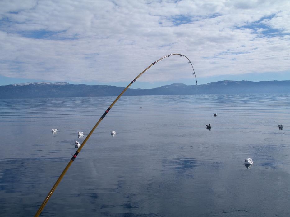 A flock of seagulls waiting for a handout.  Photo by Don Quilici