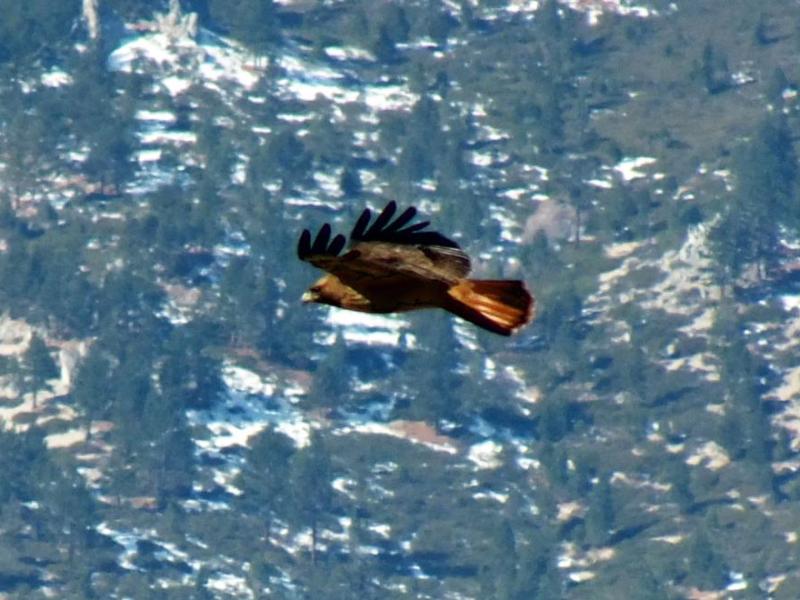 Golden Eagle