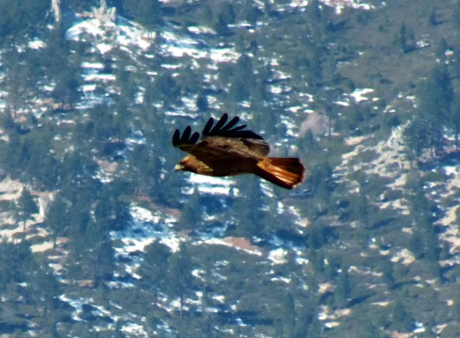 Golden Eagle