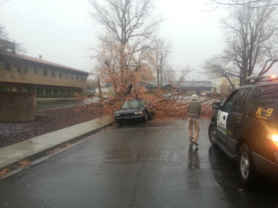 Tree down near Division and William streets. Photo by Shawne Martinez