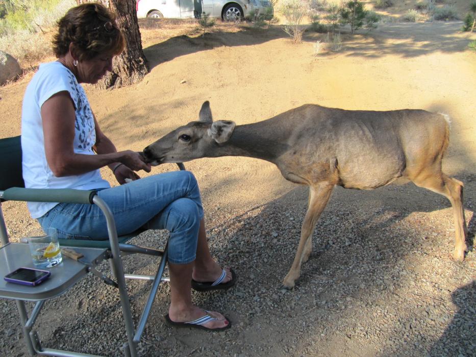Elaine Quilici with the doe who was a frequent visitor this year to the Quilici Cabin near Portola. Photo by Don Quilici