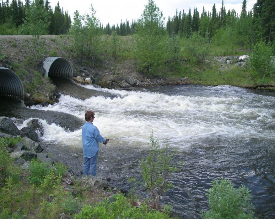 Elaine Quilici fishing in late June for Arctic Grayling in Finlayson Creek in the Yukon.  Photo by Don Quilici