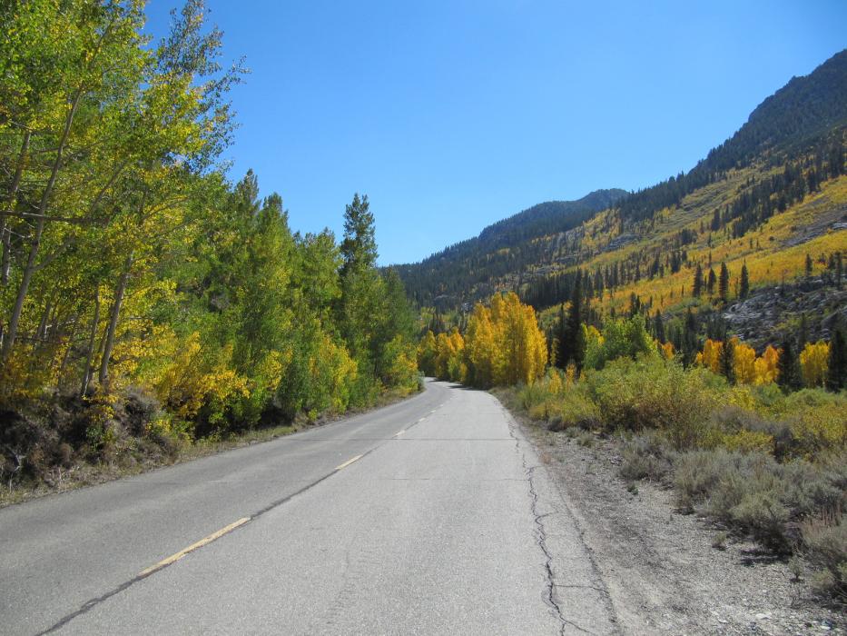 Fall colors of Quaking Aspen trees in the Bishop Creek area west of Bishop, Calif.  Photo by Elaine Quilici