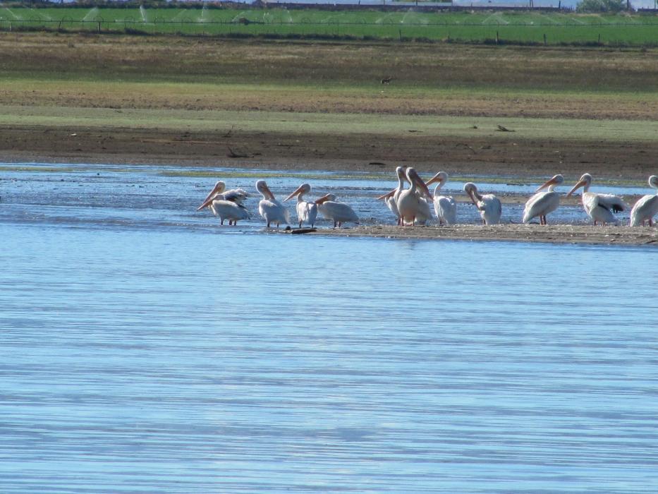 Pelicans sunning themselves. Note the coyote looking for prey in the background.  Photo by Don Quilici