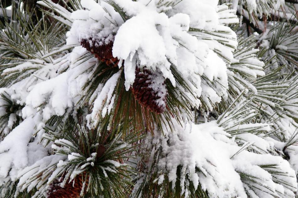 Fresh snowfall on pine tree branches and cones.  Photo by Elaine Quilici