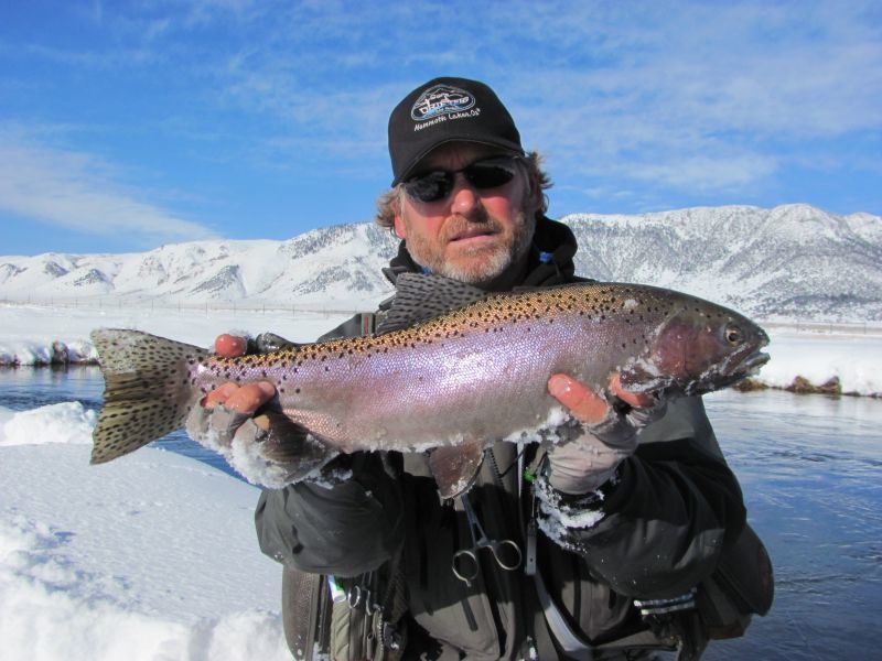 A nice rainbow trout caught in the Upper Owens River, California on Christmas Eve.  Photo courtesy of Tom Loe