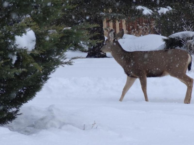One of many mule deer last week in the residential areas on the west side of Carson City.  Photo by Elaine Quilici