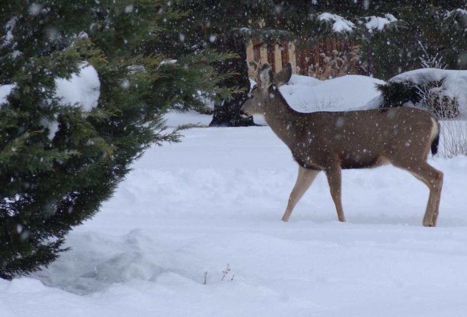 One of many mule deer last week in the residential areas on the west side of Carson City.  Photo by Elaine Quilici