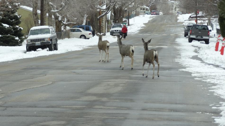Three mule deer bucks cautiously eye a pedestrian walking toward them on Mountain Street on December 31.  Photo by Elaine Quilic