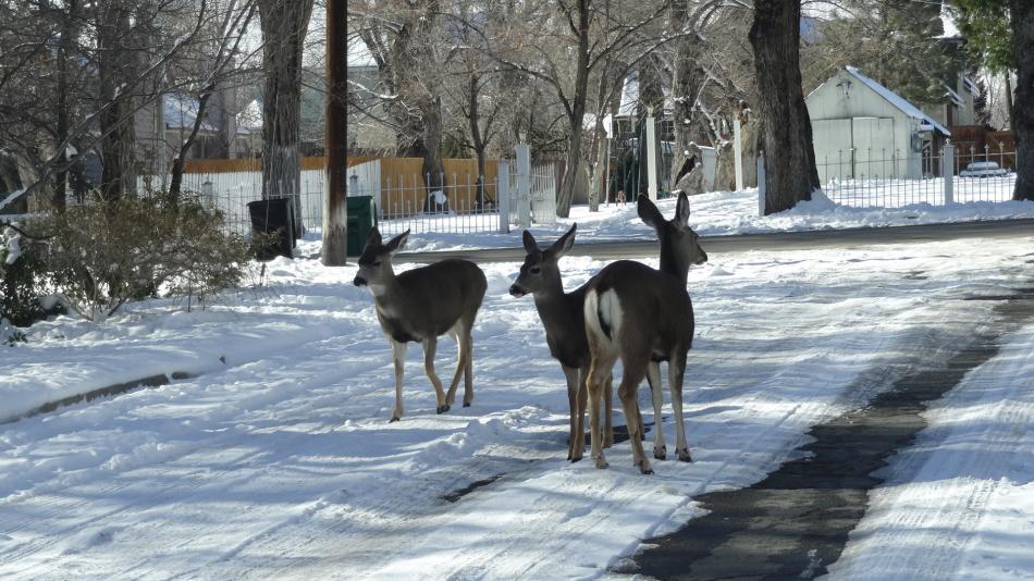 Three does in the middle of a street near Mountain Street. Photo by Elaine Quilici