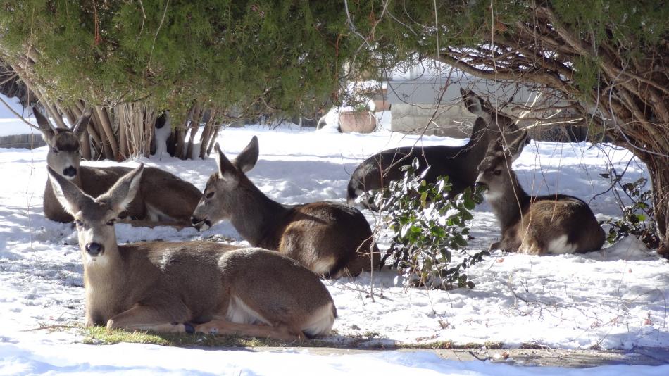 Taking life easy on a cold wintery day in Carson City.  Photo by Elaine Quilici