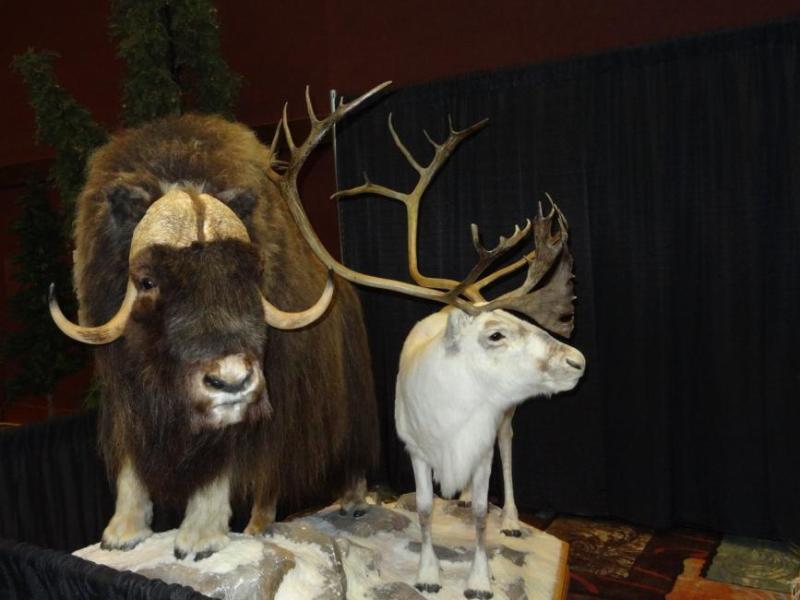 A Musk Oxen and a Caribou. Photo by Elaine Quilici