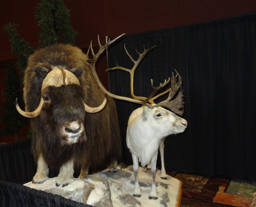 A Musk Oxen and a Caribou. Photo by Elaine Quilici