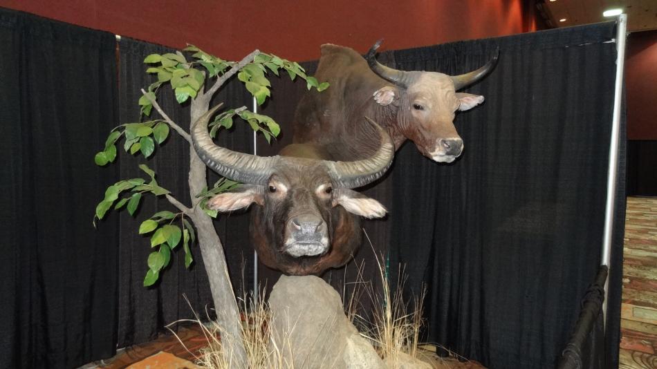 Head mounts of two Cape Buffalo. Photo by Elaine Quilici