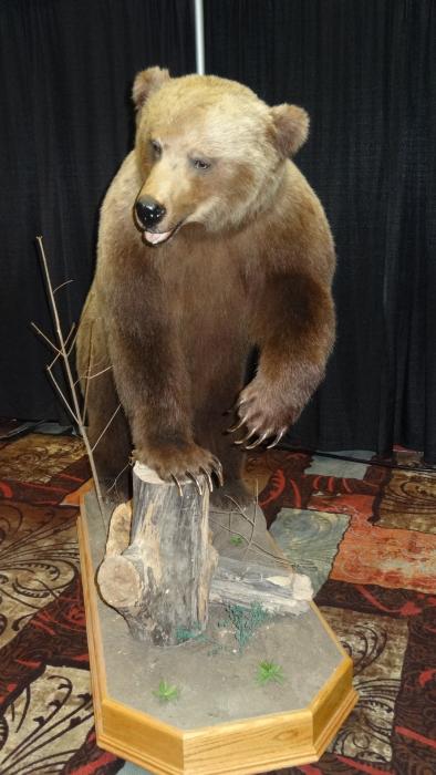 A Grizzly Bear. Photo by Elaine Quilici