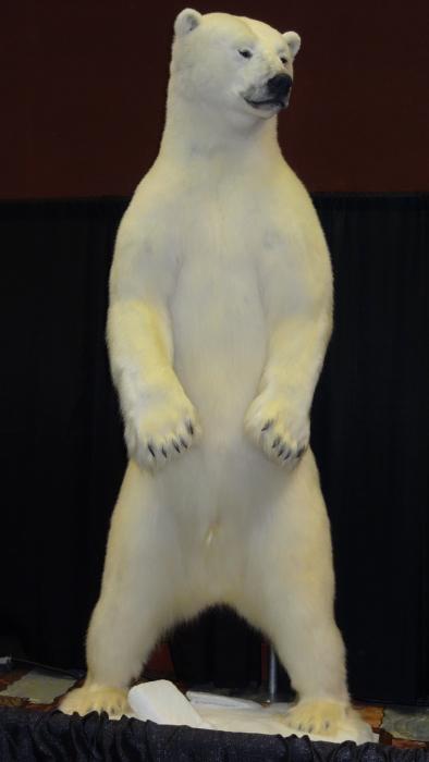 A Polar Bear. Photo by Elaine Quilici