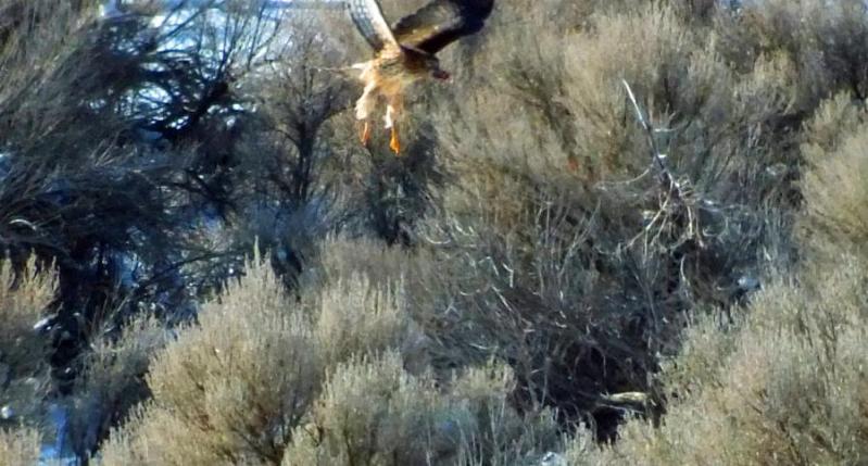 Cooper's Hawk hunting a vole. in south Carson.