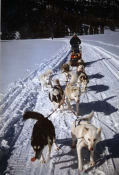 Dog Sledding in Hope Valley