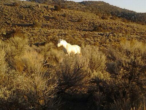 The older mare is still loose. She is too smart to be trapped. Photo: Annie Jantzen High Desert Gypsy Photography