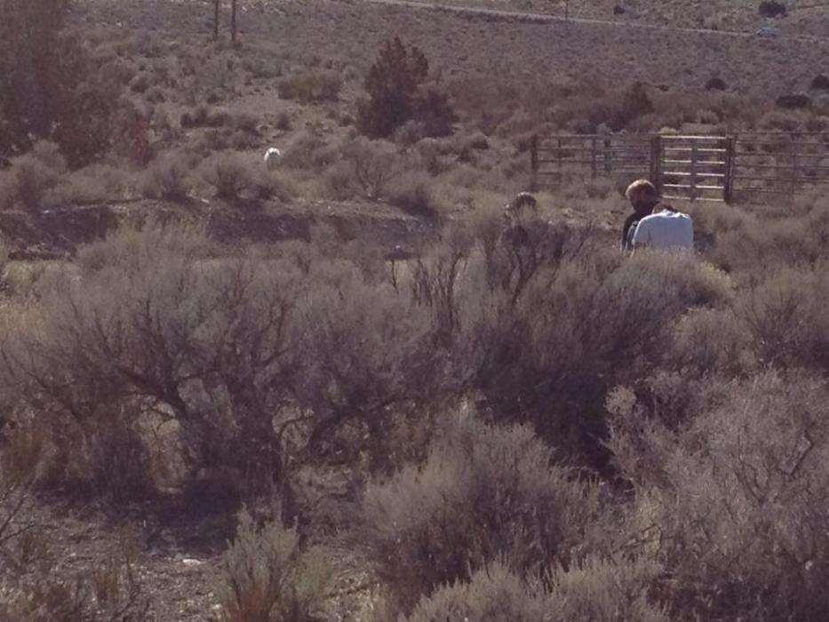 The 23-year-old matriarch making a stand. She will not go in. Photo: Annie Jantzen High Desert Gypsy Photography