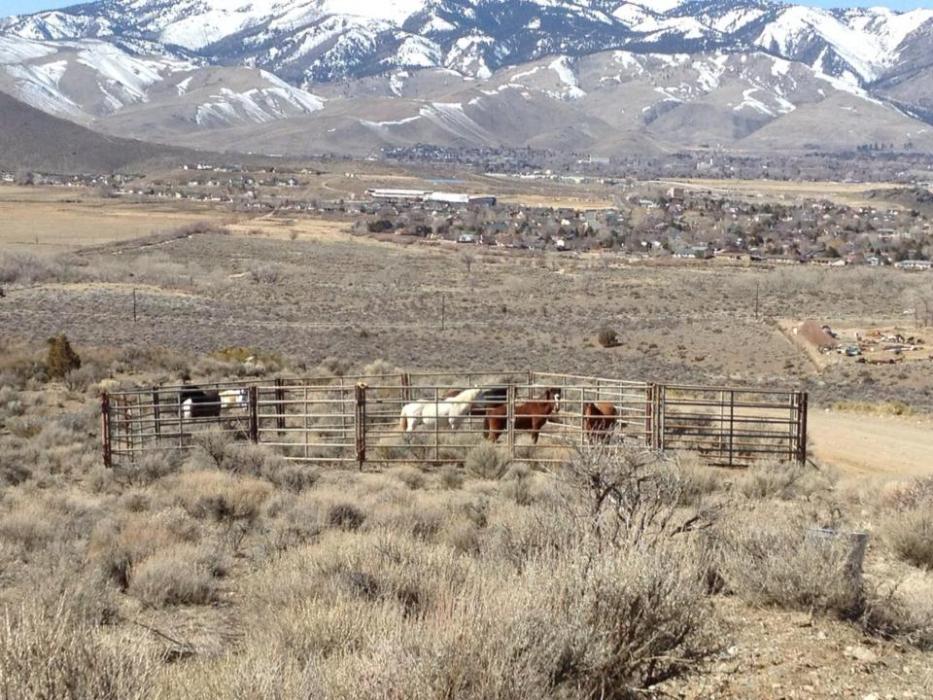 Wild horses rounded up Wednesday in cage. Photo: Annie Jantzen High Desert Gypsy Photography