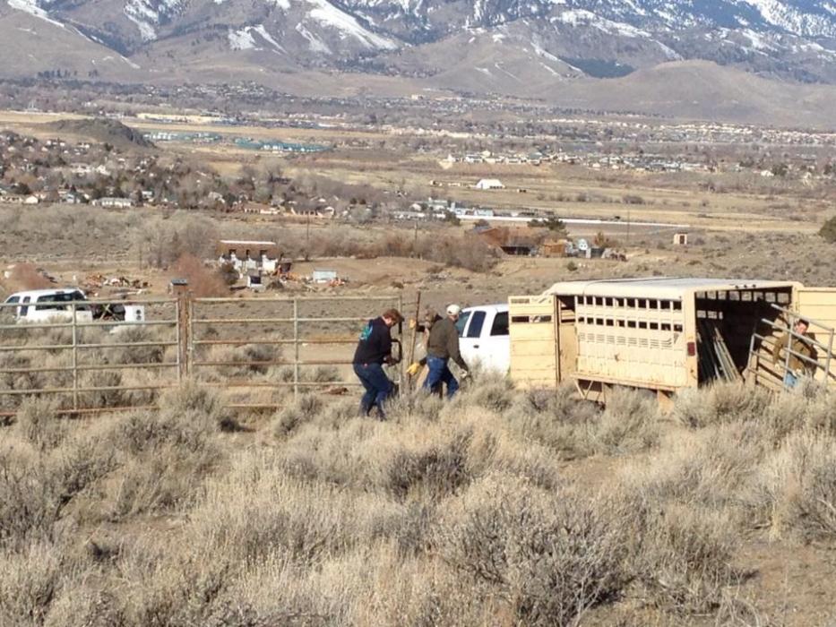 BLM sets the traps. Photo: Annie Jantzen High Desert Gypsy Photography