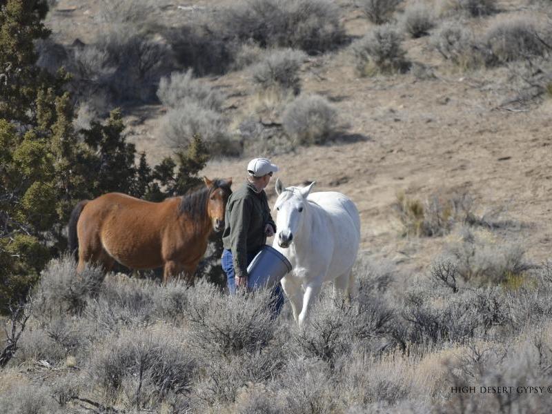 BLM worker lures horses to trap with bucket of grain