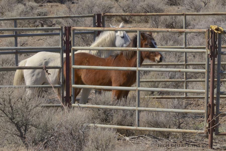 A yearling colt and his mother, first to be trapped