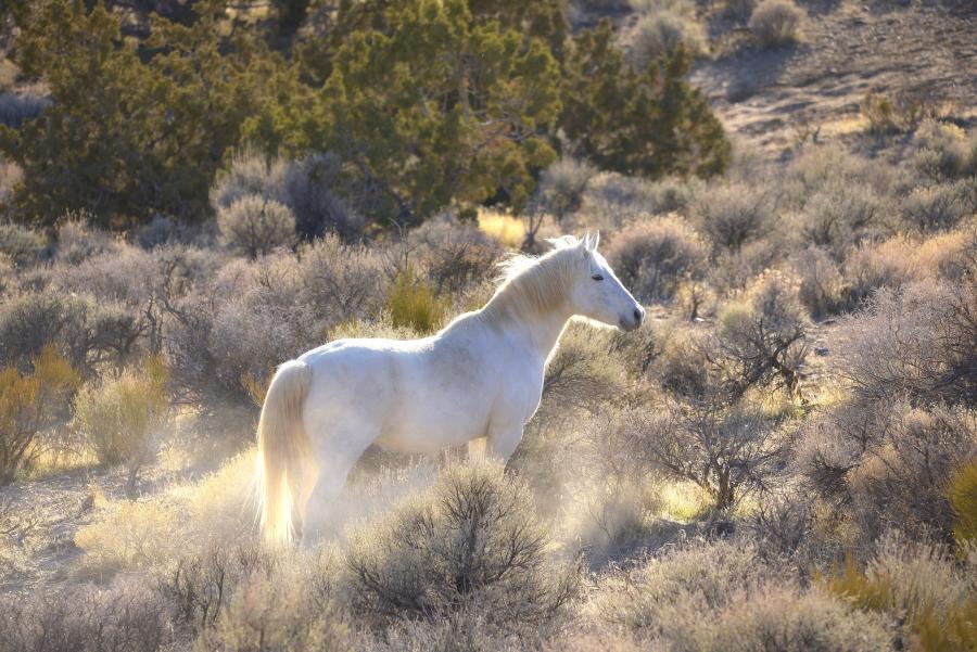 White Light's last sunset on the range