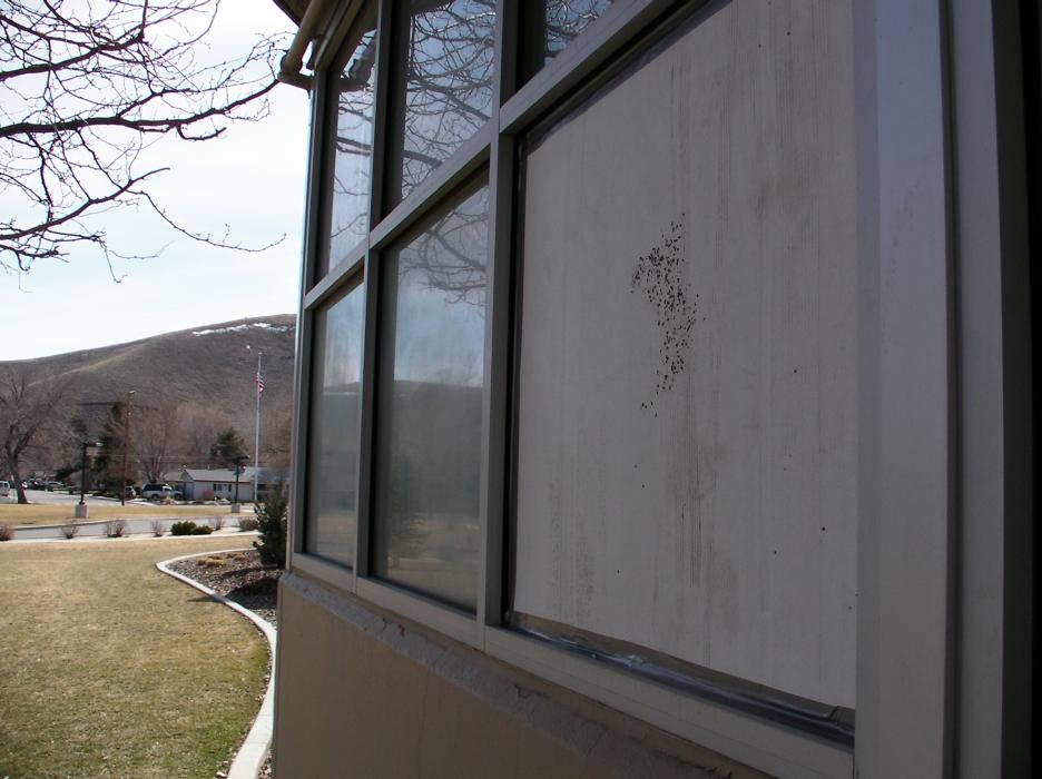 Carson Middle School had several windows boarded up after vandals threw rocks.