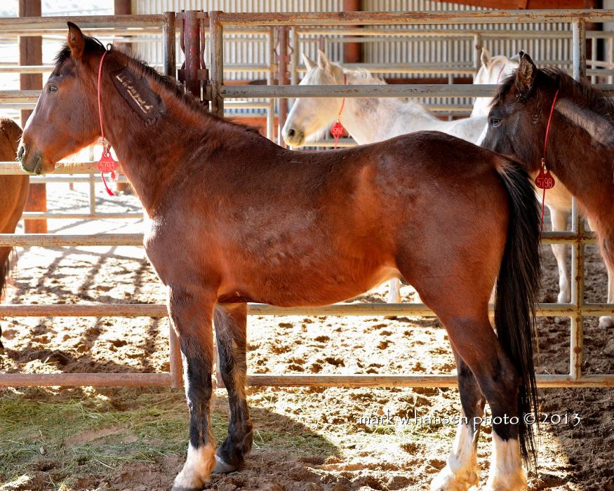 Carson City wild horses will roam free on a Northern California ranch after being adopted. Photos by Annie Jantzen
