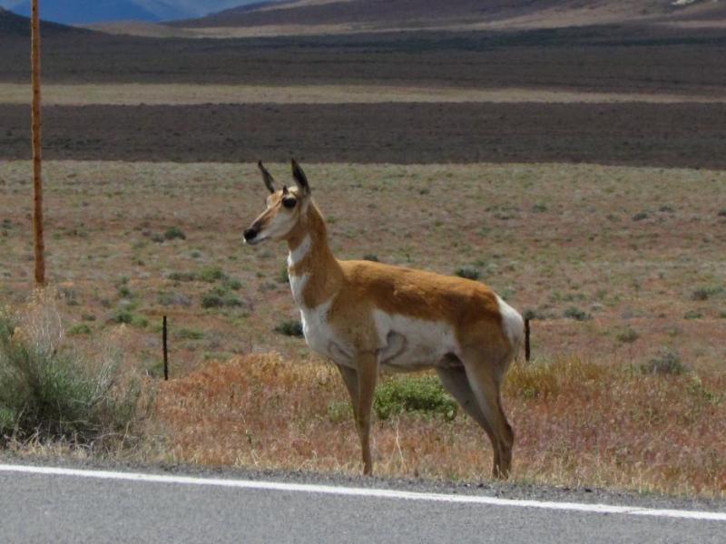 A Pronghorn Antelope stands alongside the highway between Wadsworth and Gerlach, Nevada. Photo by Elaine Quilici
