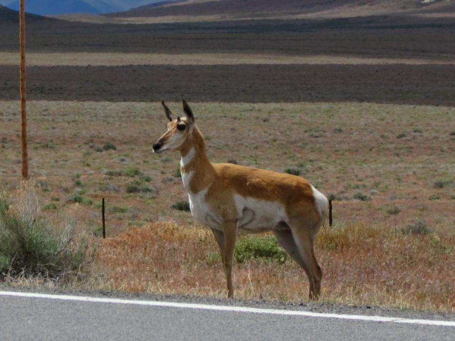 A Pronghorn Antelope stands alongside the highway between Wadsworth and Gerlach, Nevada. Photo by Elaine Quilici
