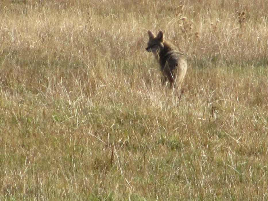A coyote in a field in Washoe Valley.  Photo by Elaine Quilici
