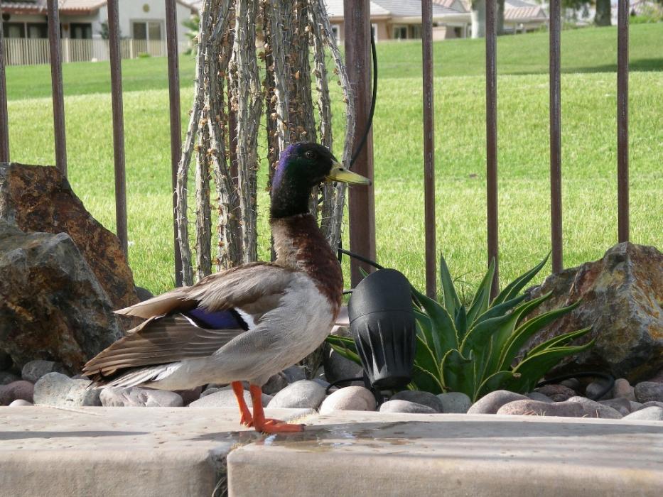 A male Mallard Duck, who was a daily visitor at our lap pool.  Photo by Don Quilici