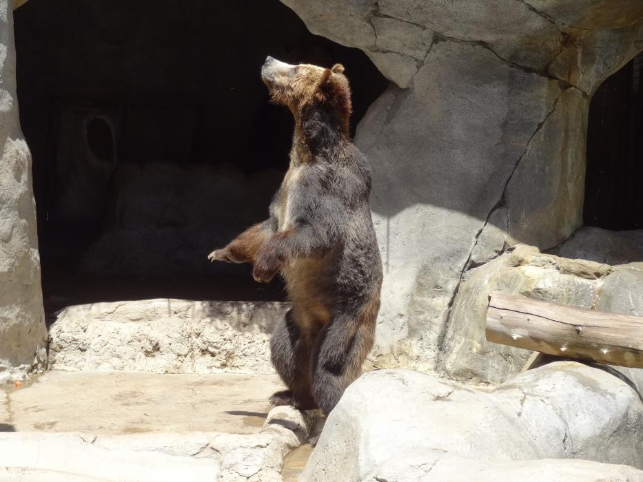 A black bear at the San Diego Zoo. Photo by Elaine Quilici