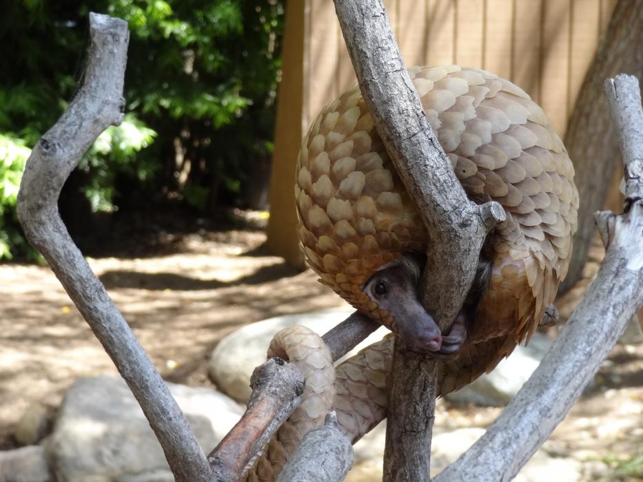 An African Congo Pangolin (Scaled Anteater). Photo by Elaine Quilici
