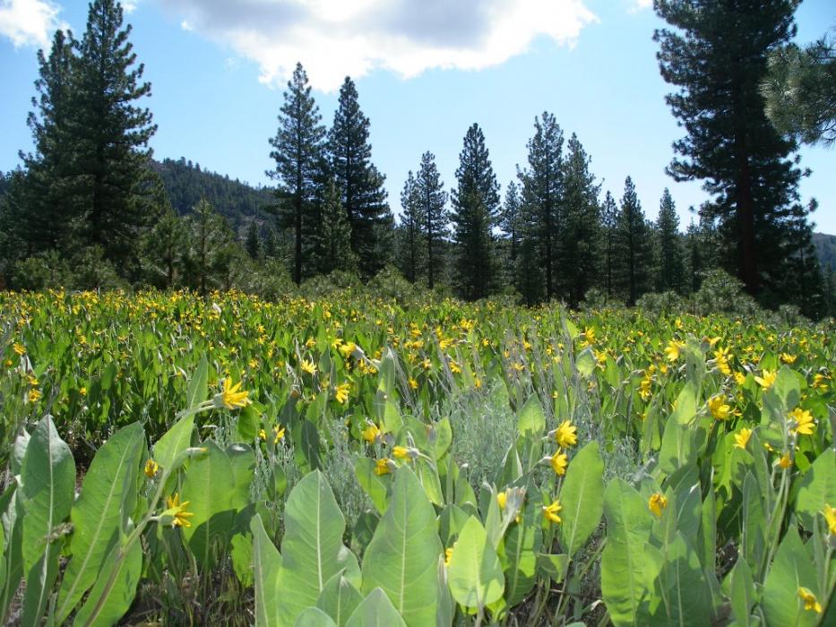 Mule Ear flowers near the fire station on Grizzly Road.  Photo by Elaine Quilici