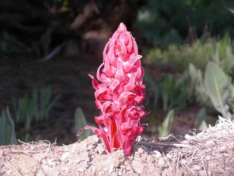 A California Snow Plant (AKA Snow Flower). Photo by Elaine Quilici