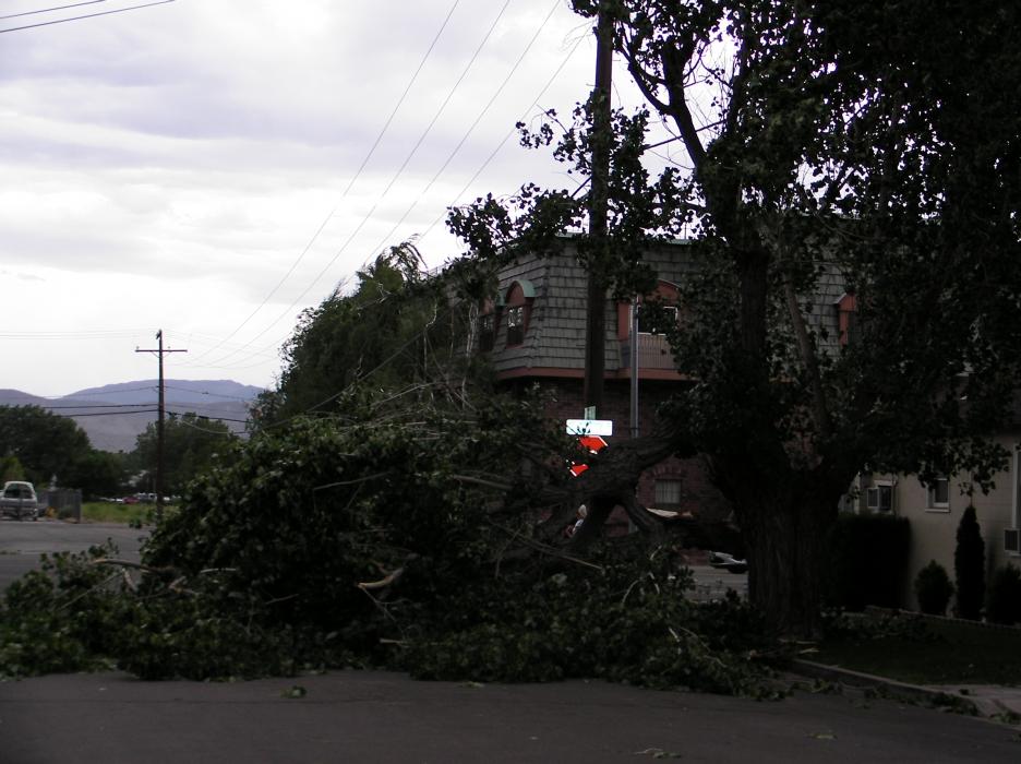 Downed tree into wires at Sophia and Curry streets.