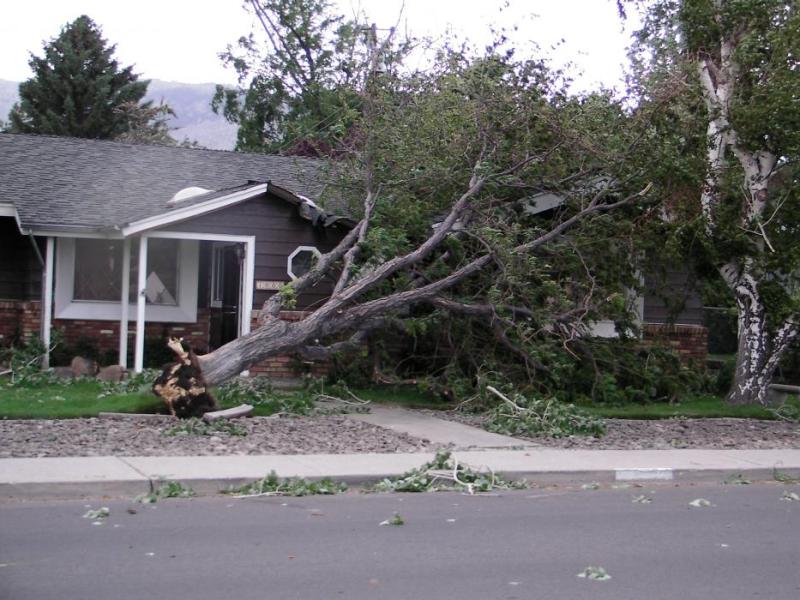 Tree down on a Mountain Street home.