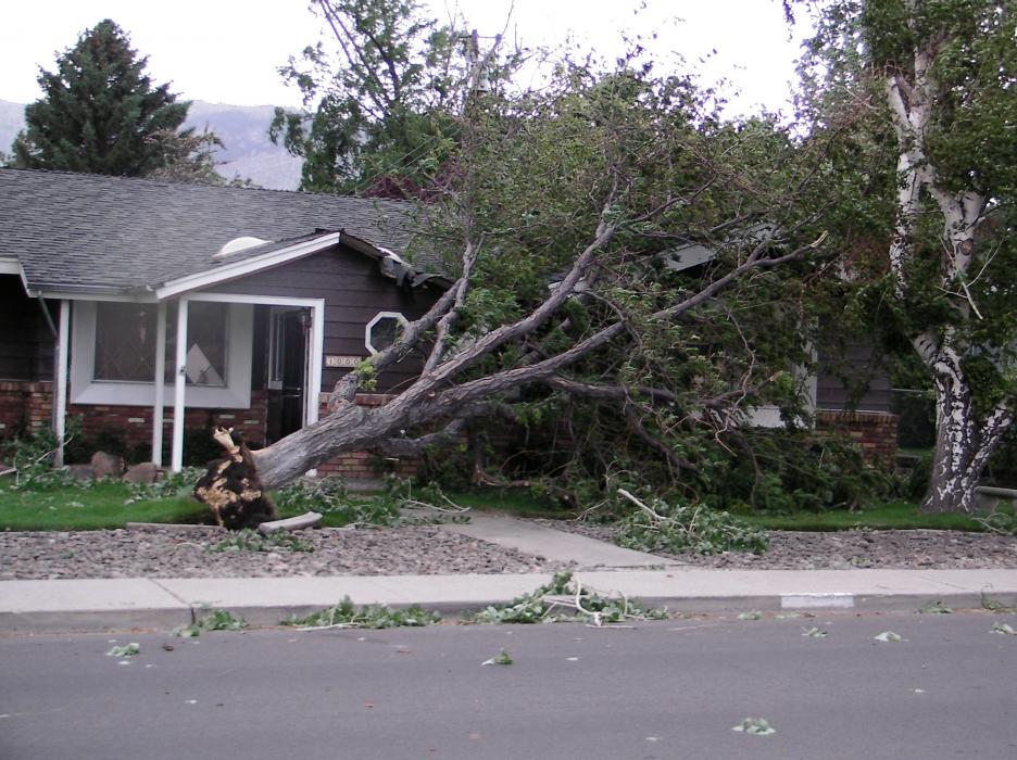Tree down on a Mountain Street home.