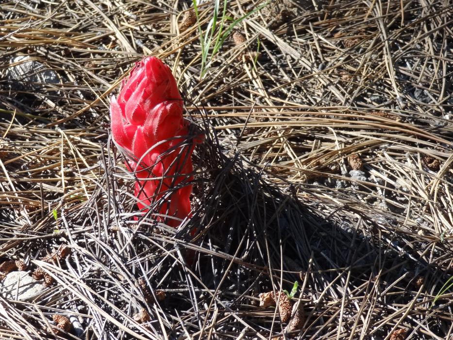 A rare Snow Plant (AKA Snow Flower). Photo by Elaine Quilici