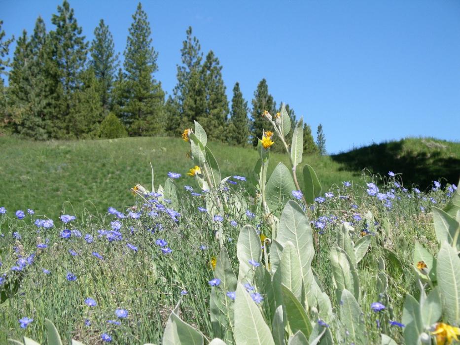 A mix Mule Ear and Phlox. Photo by Elaine Quilici