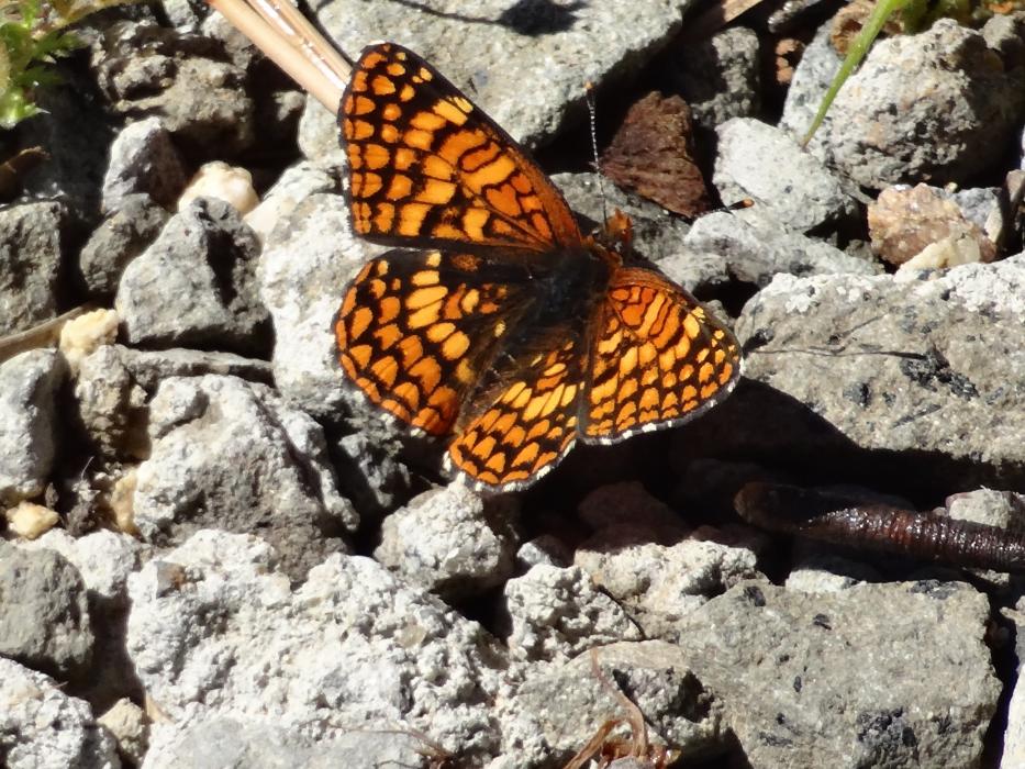 A butterfly taking a rest break on rocks. Photo by Elaine Quilici