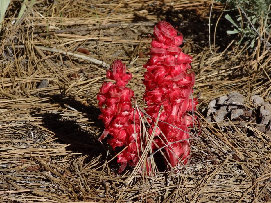 Two Snow Plants next to each other.  Photo by Elaine Quilici