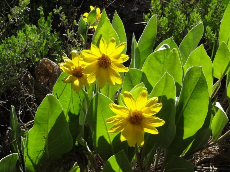 A cluster of Mule Ear flowers. Photo by Elaine Quilici