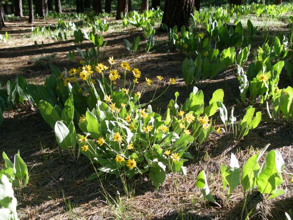 Mule Ear plants on the forest floor. Photo by Elaine Quilici