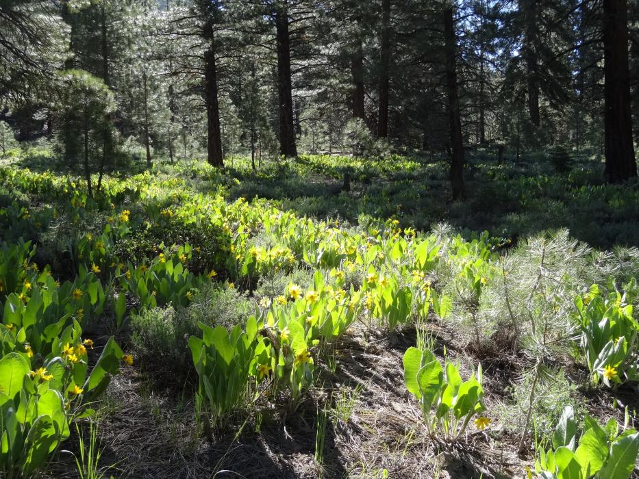 A large field of Mule Ear Plants. Photo by Elaine Quilici