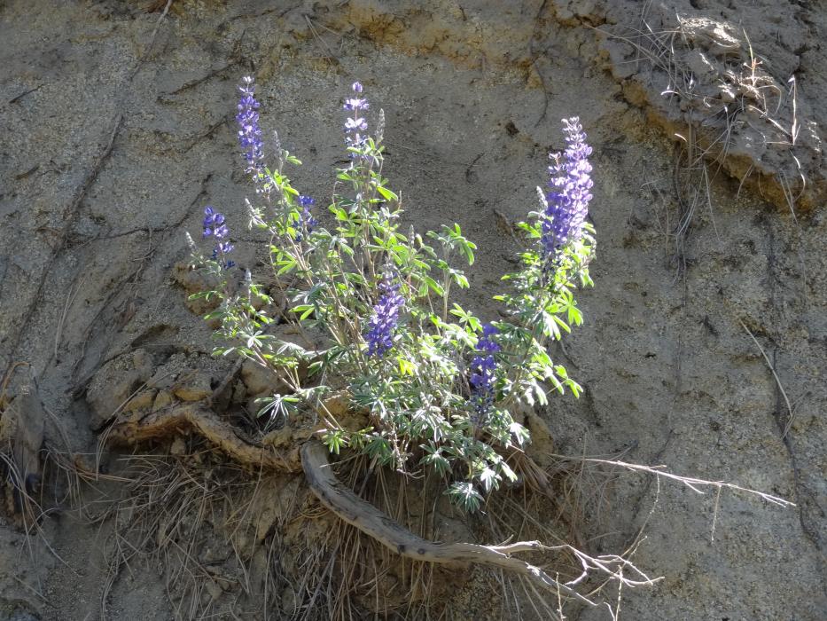 Lupine.  Photo by Elaine Quilici
